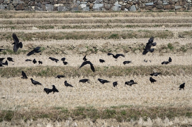 Photo flock of ctows on farm