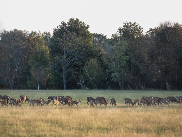 Flock of deer grazing in a meadow against the backdrop of the evening sun