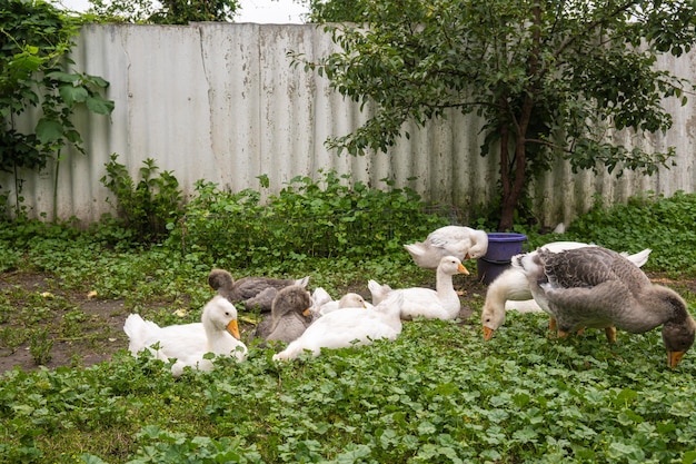 Photo a flock of domestic geese graze in the yard