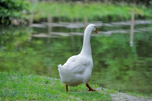 A flock of domestic geese on white background green grass