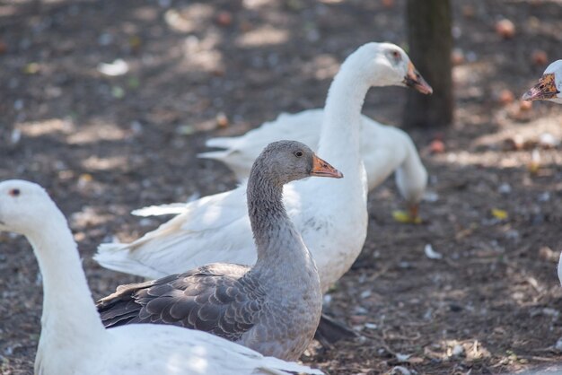 Flock of domestic white geese in the village