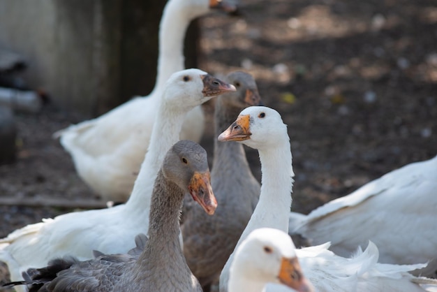 Flock of domestic white geese in the village