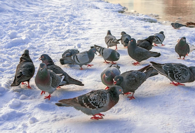 冬の雪の鳥の群れの