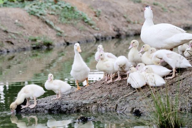 Flock of ducklings poultry farming