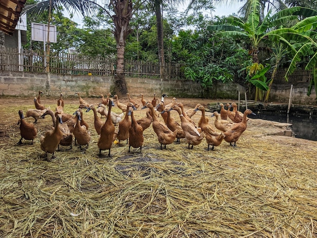 池のそばのカモの群れ