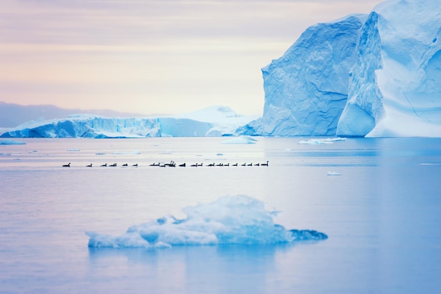 Flock of ducks floating between icebergs in Greenland. Atlantic ocean, Ilulissat icefjord, Greenland. Selective focus