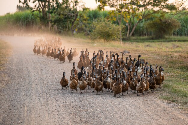 Flock of ducks herding on dirt road