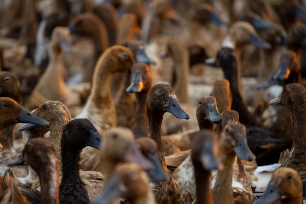 A flock of ducks returning from searching for food gathered together to organize