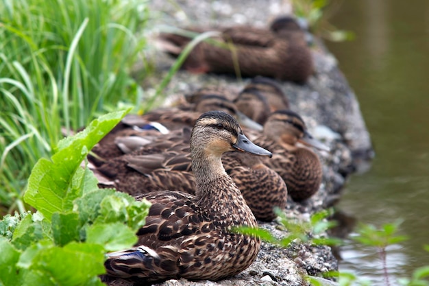 Flock of ducks on the shore