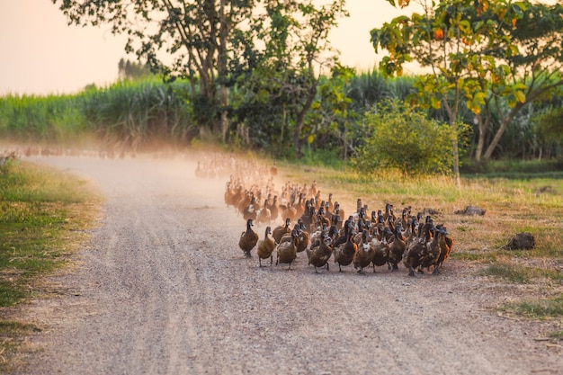 Flock of ducks walking on dirt road in plantation at rural