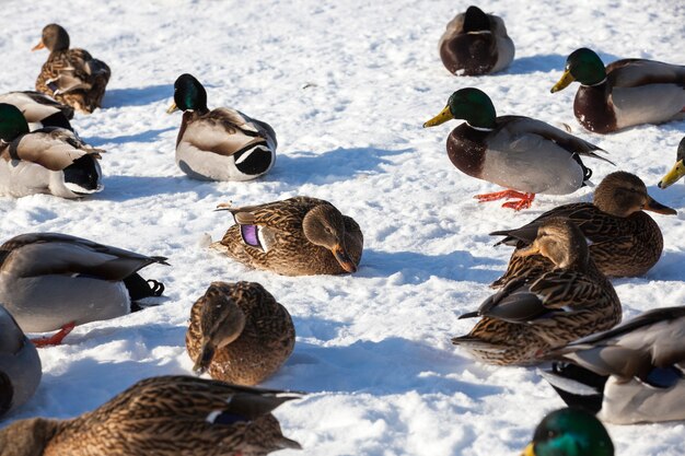  flock of ducks  