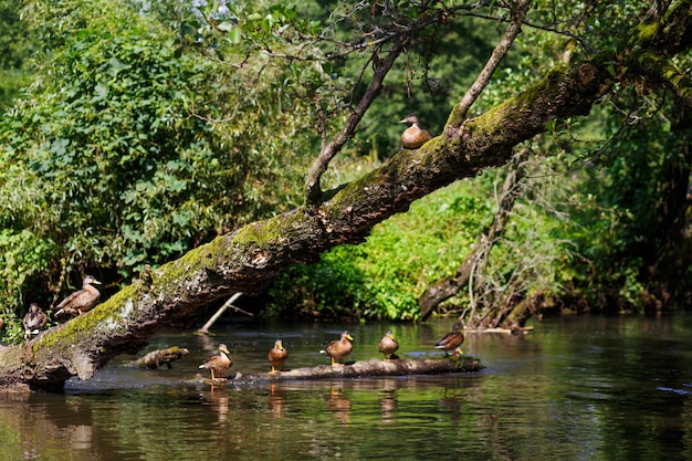 A flock of ducks 