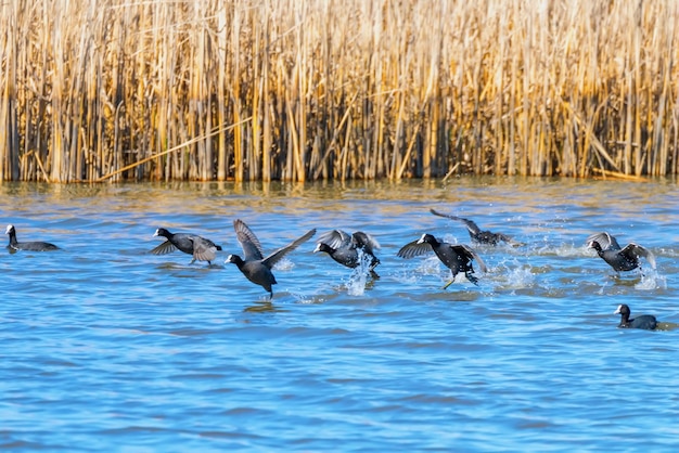 Flock of eurasian coots taking off over water