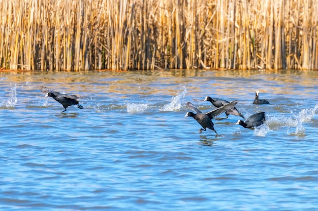 Stormo di folaghe euroasiatiche che decolla sull'acqua