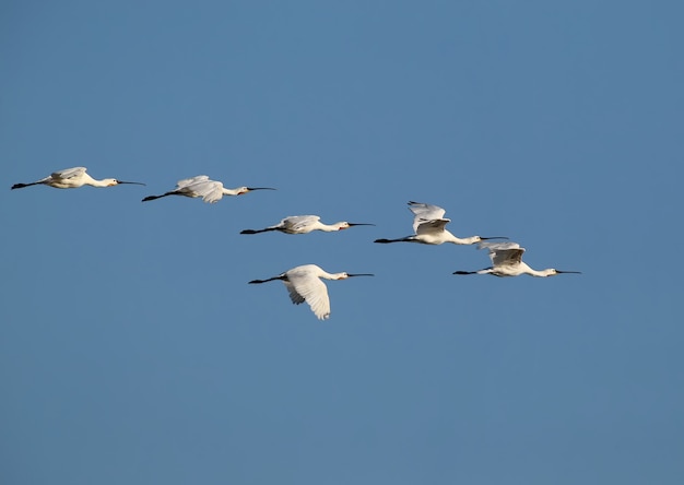 A flock of an Eurasian spoonbills in flight against sky