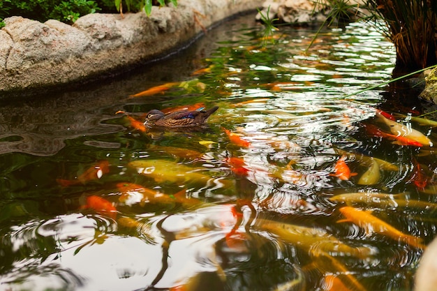 A flock of fish and a duck in the lake. Decorative Japanese carp koi. Goldfish in a pond or river