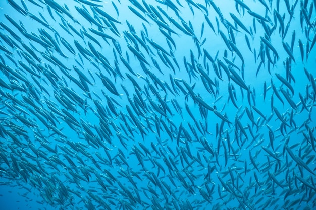 Flock of fish in ocean