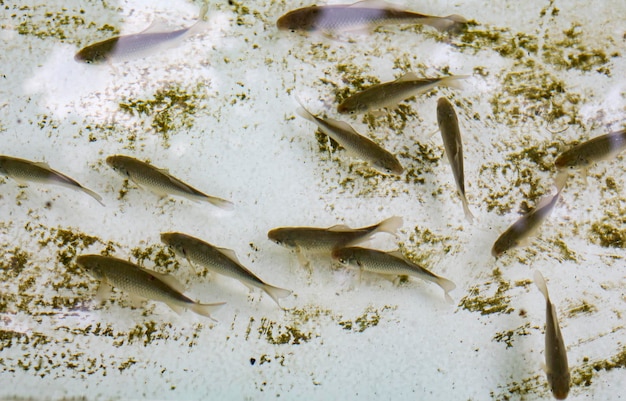 家庭の池にいる魚の群れ水中にたくさんのローチ魚