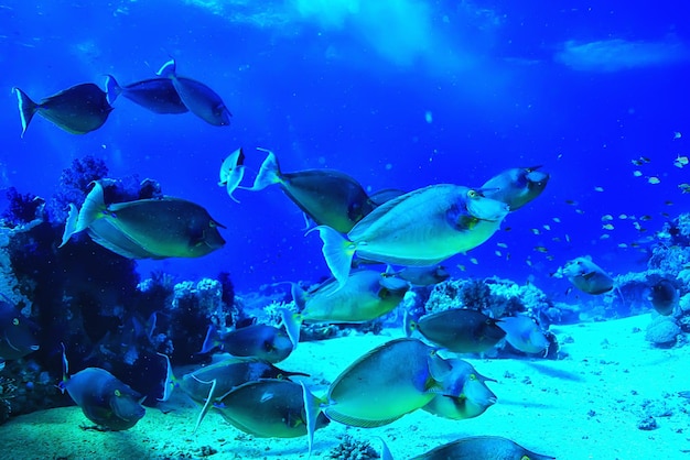 стая рыб на фоне моря подводный вид