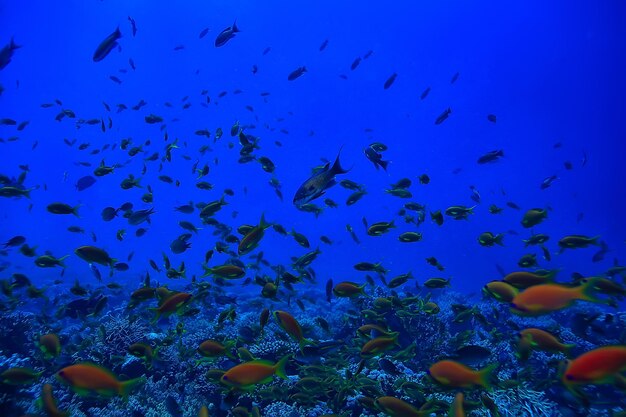 flock of fish in the sea background underwater view