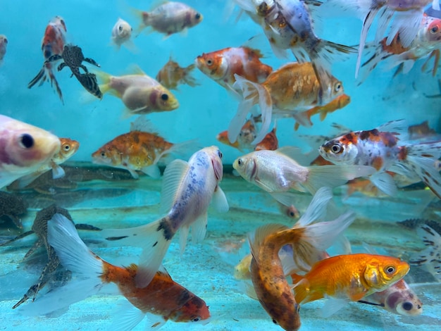 Foto gruppo di pesci in mare