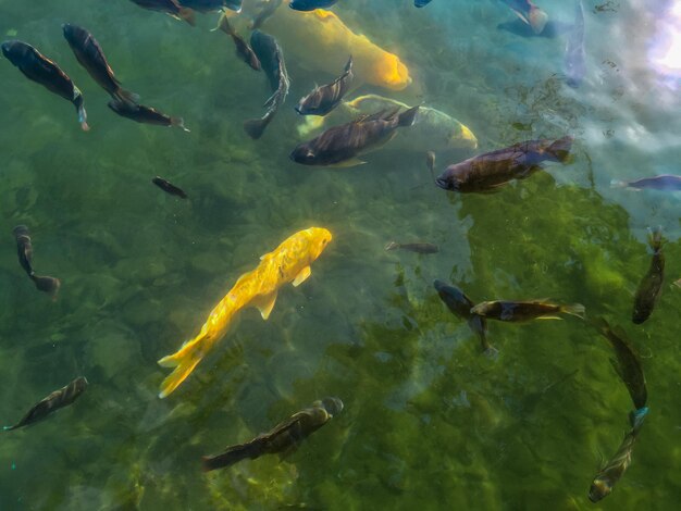 Flock of fish swimming in sea