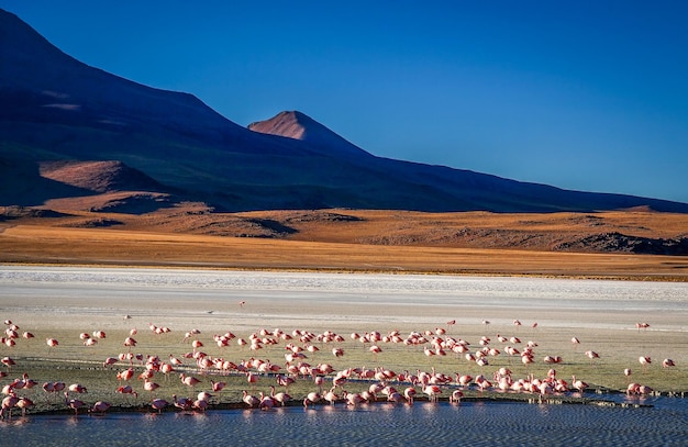 Flock of flamingoes