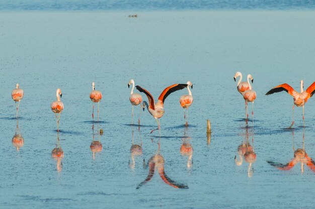 Photo flock of flamingos in a salty lagoonpatagonia argentina