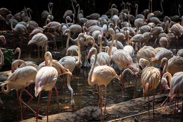 Flock of flamingos In the zoo