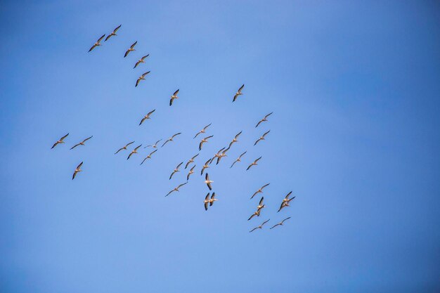 青い空を飛ぶペリカンの群れ。ウクライナの春、ヴィルコヴォ