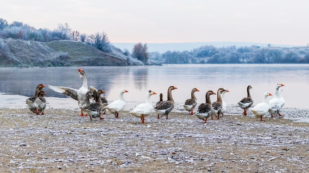 Flock of geese by the river on a frosty autumn morning