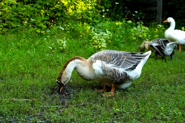 A flock of geese in the countryside