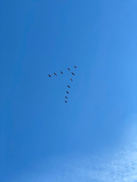 Flock of geese flying in the blue sky on a sunny day