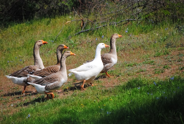 A flock of geese grazing on green meadow