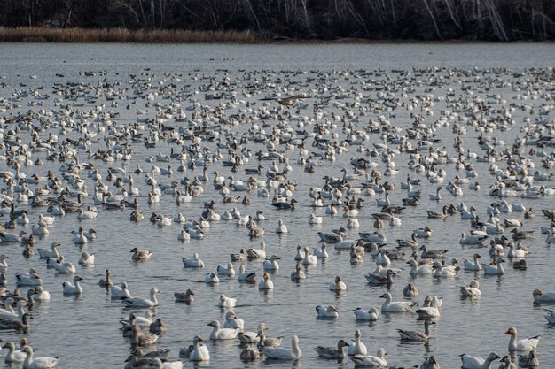 Photo flock of geese on  lake