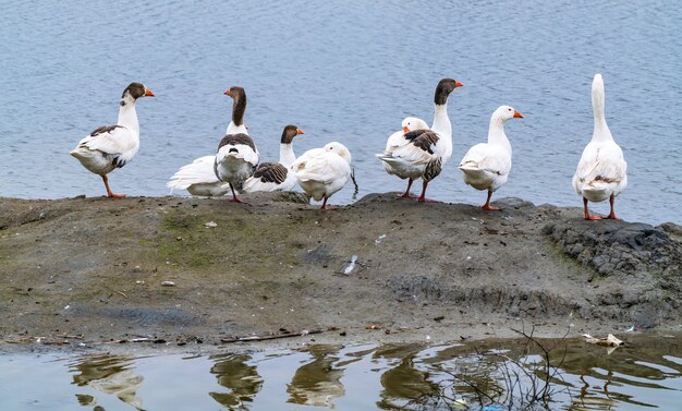 Flock of geese on the shore