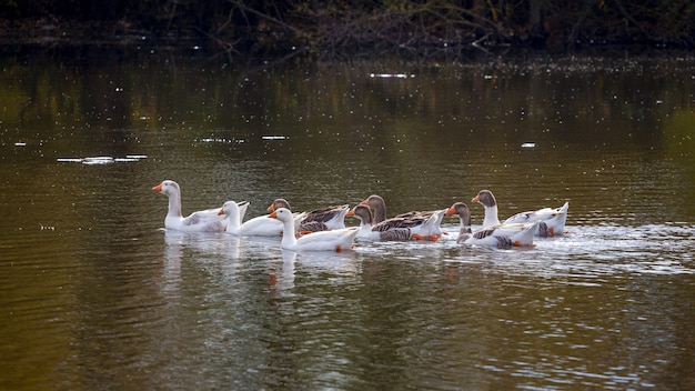 A flock of geese on the water. Geese are reflected in the river