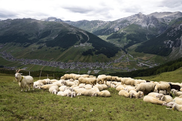 Flock of goats and sheep in Alps mountains Livigno Italy