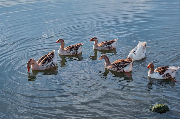 Flock of gray domesticated local geese swim in the lake at a goose farm closeup selective focus on beautiful birds eco farm concept