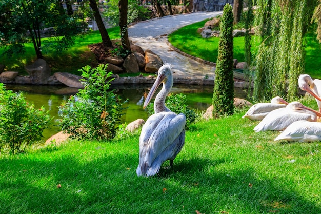 Стая больших белых пеликанов Pelecanus onocrotalus, также известная как восточный белый пеликан, розовый пеликан или белый пеликан на берегу озера