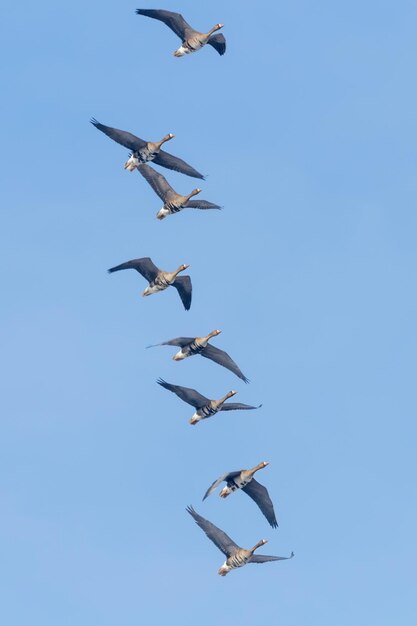 Photo flock of greater white fronted geese flying blue sky