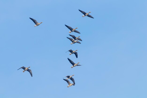 Photo flock of greater white fronted geese flying blue sky