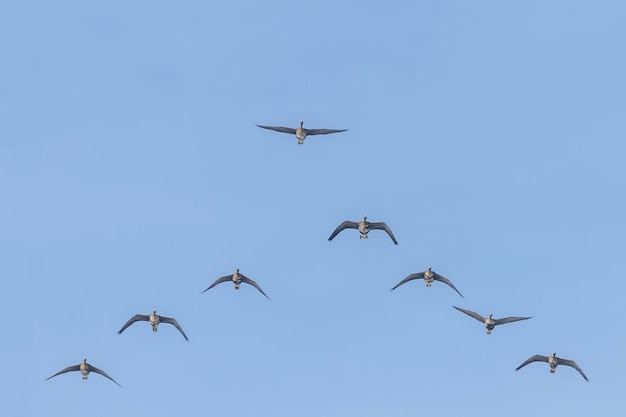 V字で飛ぶマガンの群れ、青い空