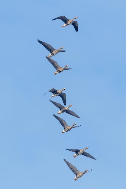 Flock of Greater White Fronted Geese Flying