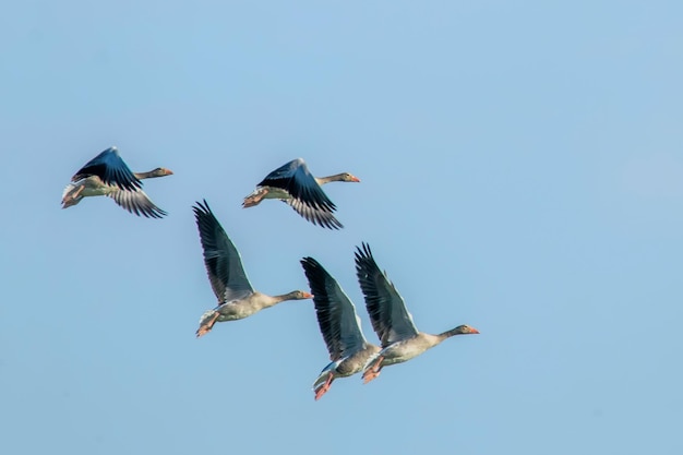 Photo flock of greylag geese flight anser anser