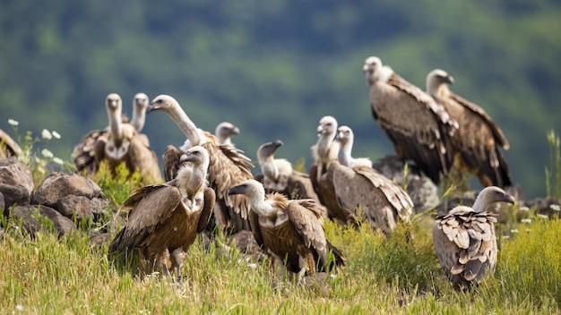 Flock of griffon vulture sitting in bulgarian mountains in summer