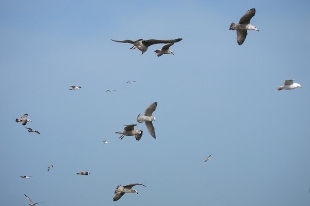 Flock of gulls on the beach