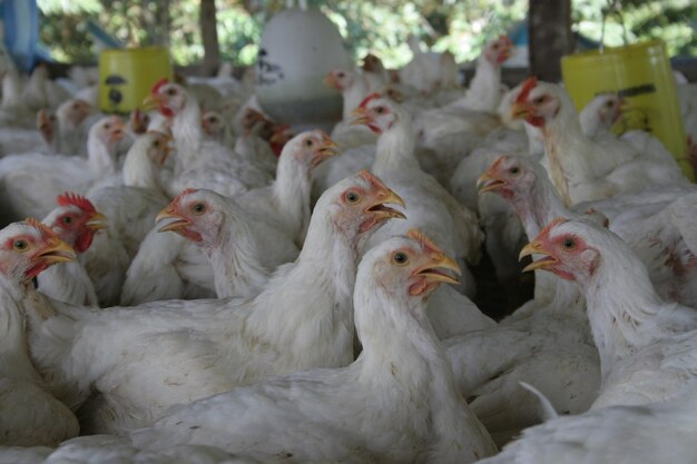 Photo flock of hens at coop