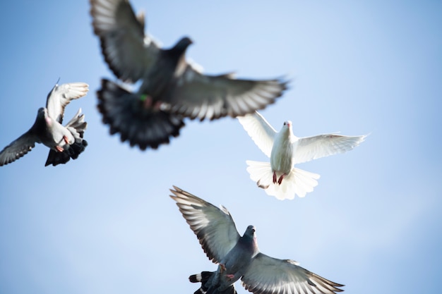 Photo flock of homing pigeon bird flying against clear blue sky