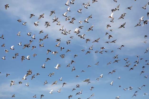 Stormo di piccioni viaggiatori che volano contro il cielo blu chiaro